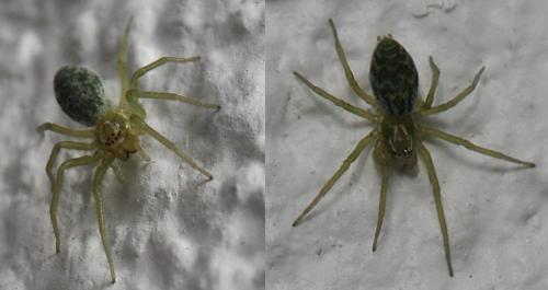 Nigma walckenaeri